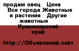  продам овец › Цена ­ 100 - Все города Животные и растения » Другие животные   . Красноярский край